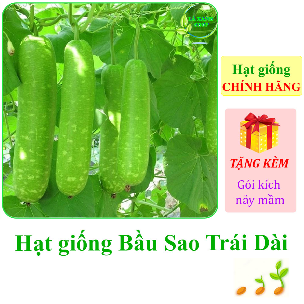 Hạt Giống Bầu Sao Lai F1 Trái Dài, Siêu Đậu Trái, Dễ Trồng (gói 10 hạt) - Hạt giống Rạng Đông