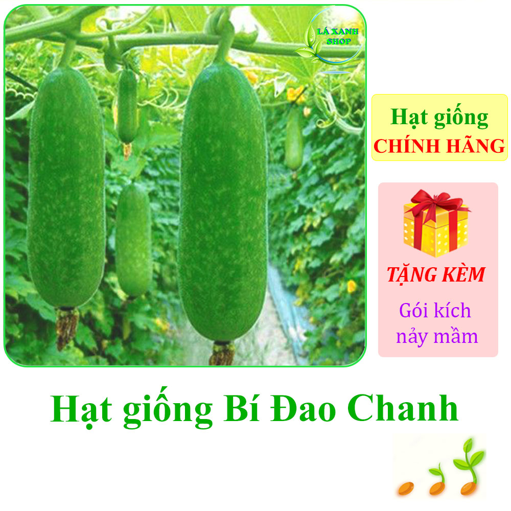 Hạt giống Bí Đao Chanh Lai F1 Siêu Trái, Sinh Trưởng Khỏe, Trồng Quanh Năm (gói 0,2 gram) - Hạt giống Rạng Đông