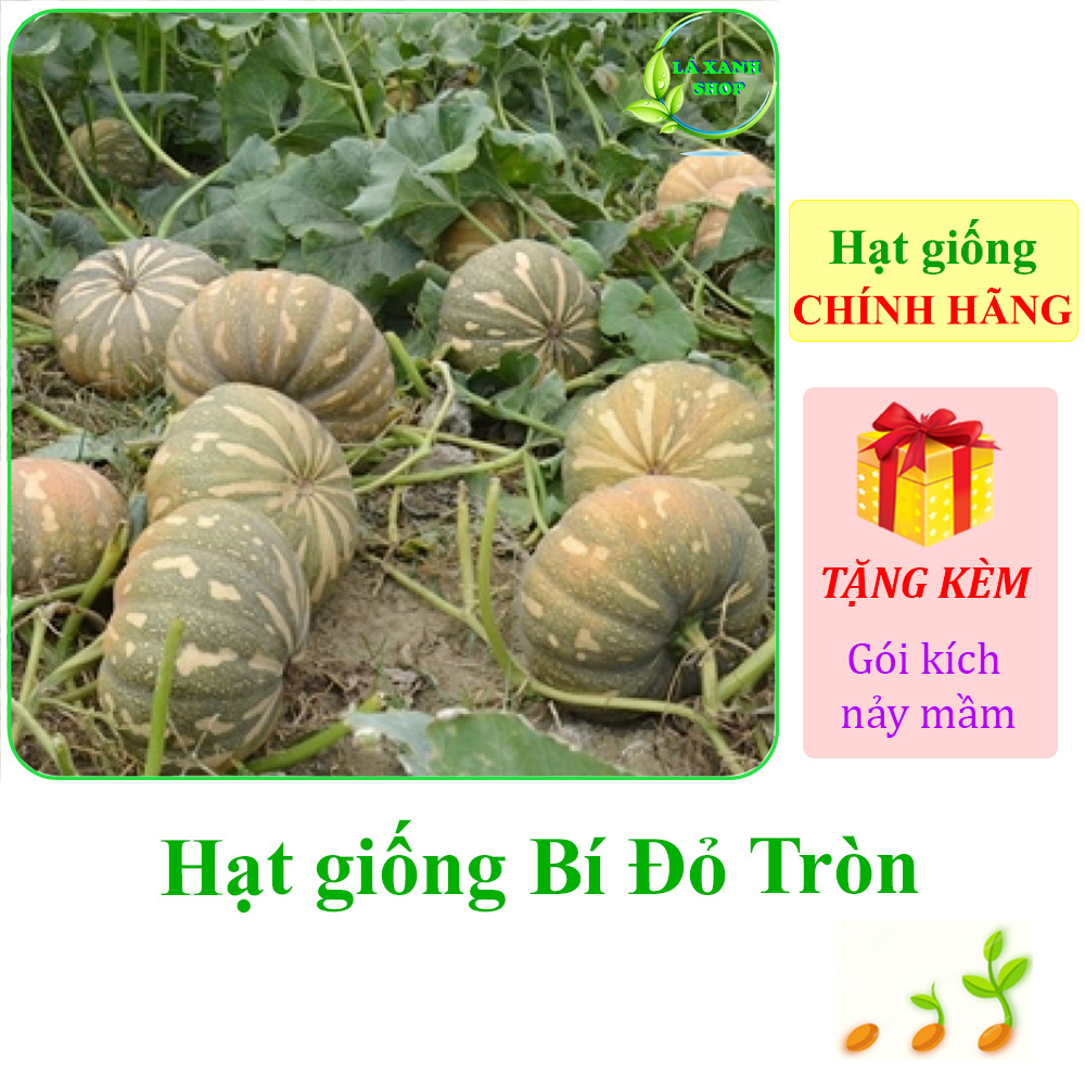 1g Hạt giống Bí Đỏ Tròn Trái Trung