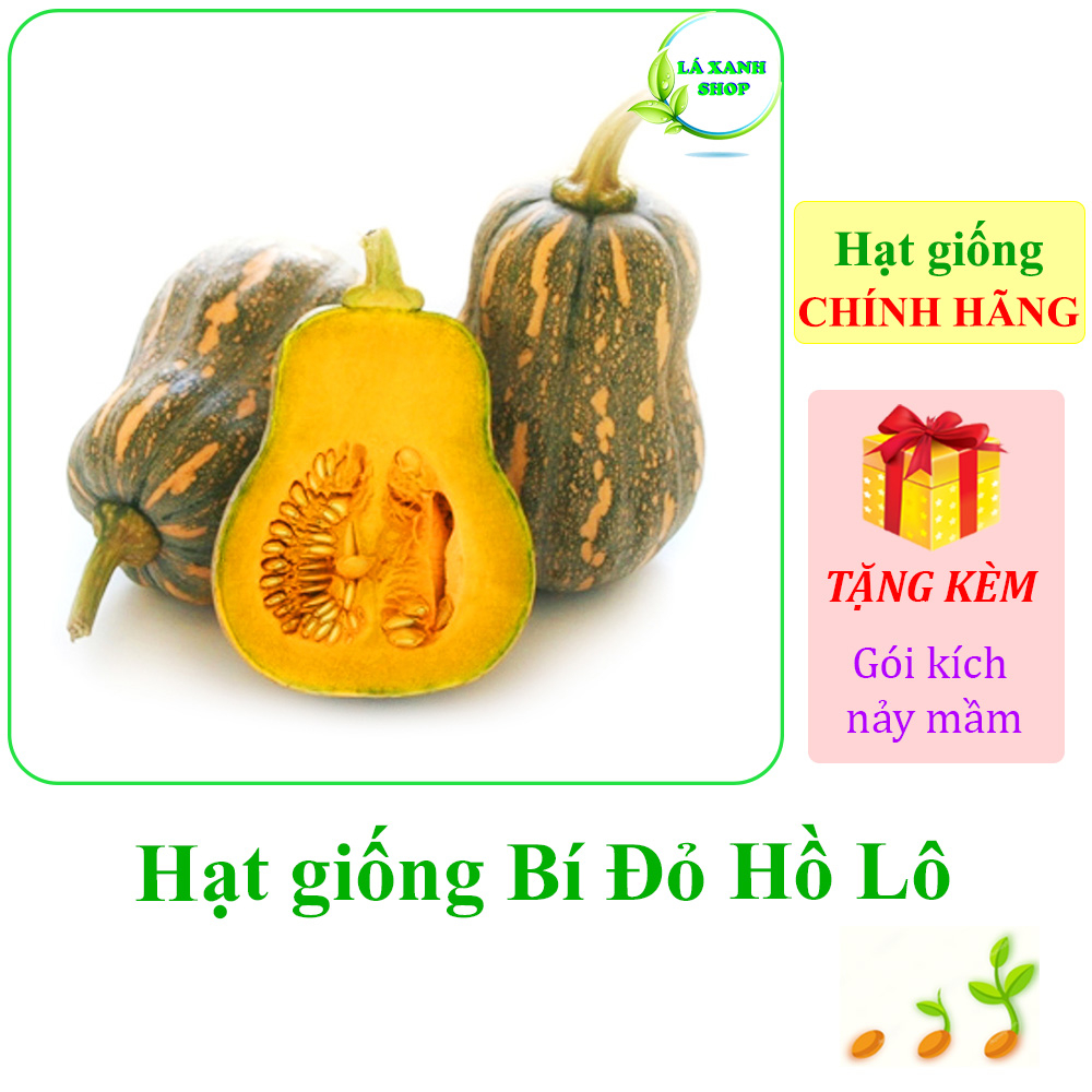 Hạt Giống Bí Đỏ Hồ Lô Lai F1 Năng Suất Cao, Thịt Nhiều - Hạt giống Rạng Đông
