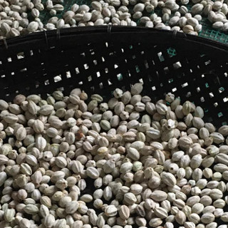 1kg hạt giống xoan ta