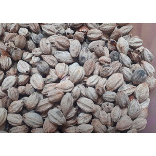 1kg hạt giống xoan ta