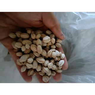 50gram hạt giống xoan ta