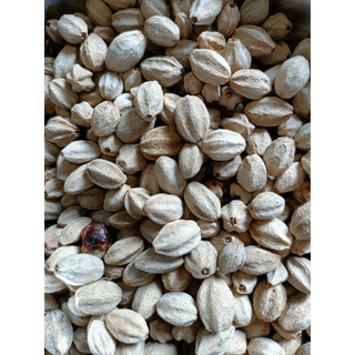 50gram hạt giống xoan ta