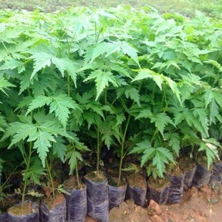 50gram hạt giống xoan ta