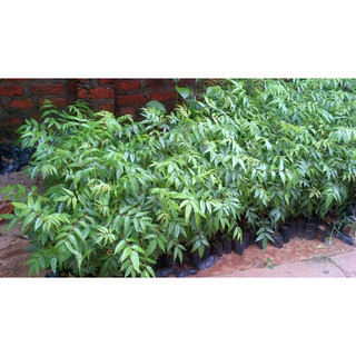 50gram hạt giống xoan ta