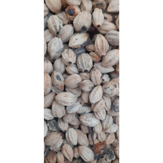 50gram hạt giống xoan ta