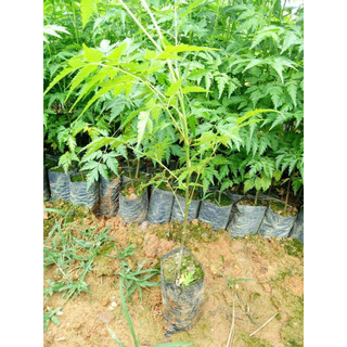 50gram hạt giống xoan ta