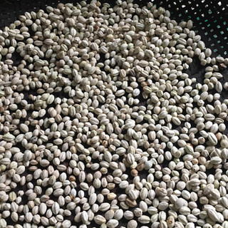 50gram hạt giống xoan ta