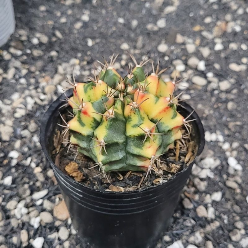 Xương rồng Gym lem Carnelian size lớn 6-7cm lem đều đẹp