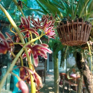 Hoa Lan Kiem