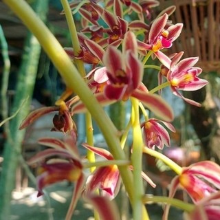 Hoa Lan Kiem