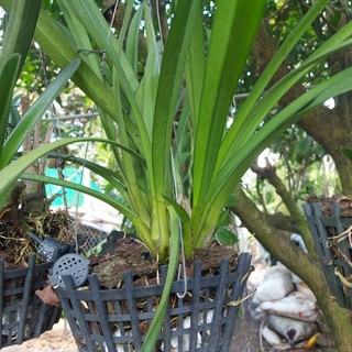 Hoa Lan Kiem