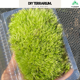 Rêu Cỏ Mây Trang Trí Bình Terrarium