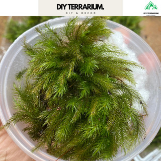 Rêu đuôi sóc decor trang trí terrarium - hộp 500ml