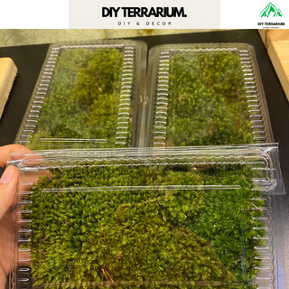 Rêu đầu xanh decor trang trí terrarium - hộp 8x12