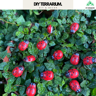 Mô hình bọ rùa trang trí terrarium, tiểu cảnh - 0.8cm