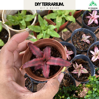 Dứa phụng, dứa tiểu phụng mini kèm chậu và đất trồng