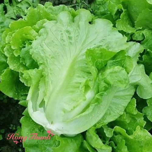 Hạt giống rau thơm, rau gia vị Hồng Thanh Garden