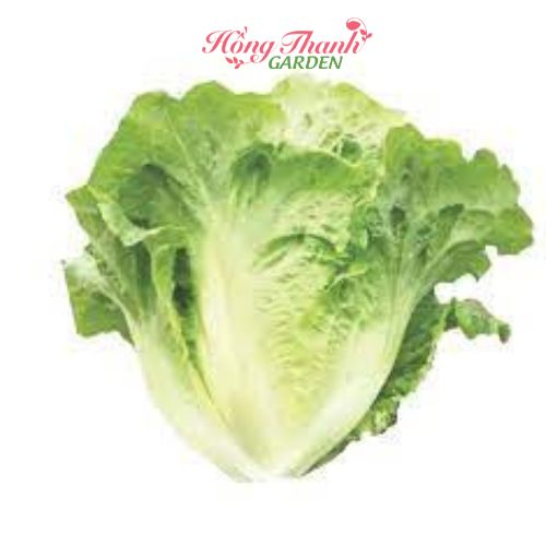 Hạt giống rau thơm, rau gia vị Hồng Thanh Garden