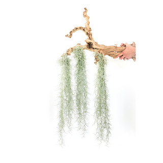 Cây không khí tóc tiên -Tillandsia usneoides——-sale——