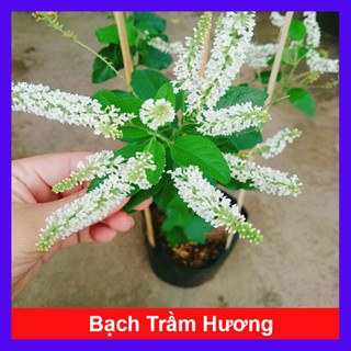 Cây Bạch Trầm Hương - cây hoa thơm hơn hoa nhài, ra hoa quanh năm, cây vừa thơm vừa gọi lộc vào nhà