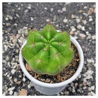 Xương rồng Noto hoa vàng size~5cm