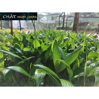 Cây cau ta ăn trầu siêu quả giống - Cây cau ta trái quanh năm