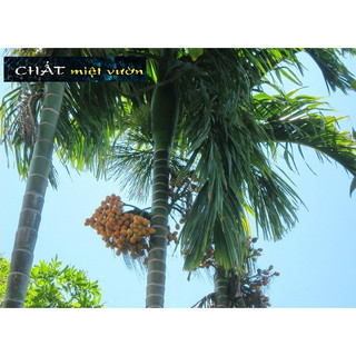 Cây cau ta ăn trầu siêu quả giống - Cây cau ta trái quanh năm