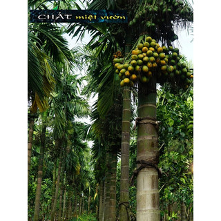 Cây cau ta ăn trầu siêu quả giống - Cây cau ta trái quanh năm