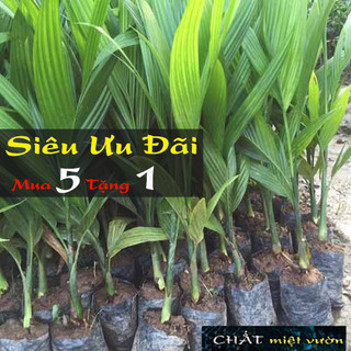 Cây cau ăn trầu giống