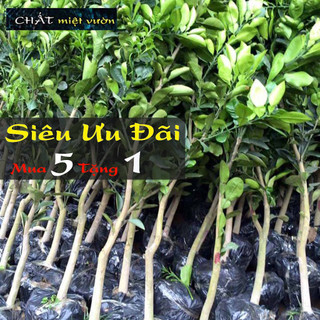 Cây Bưởi Da Xanh giống chiết cành siêu trái ruột đỏ