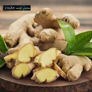 Cây gừng giống xanh tươi cực đẹp - cây cao 20-40cm