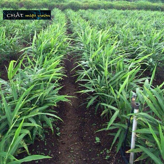 Cây gừng giống xanh tươi cực đẹp - cây cao 20-40cm