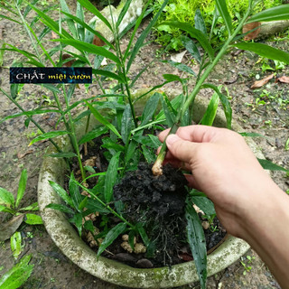 Cây gừng giống xanh tươi cực đẹp - cây cao 20-40cm