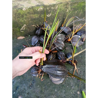 Cây dừa nước giống siêu quả