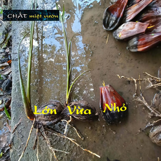 Cây dừa nước giống siêu quả (số lượng tùy chọn)