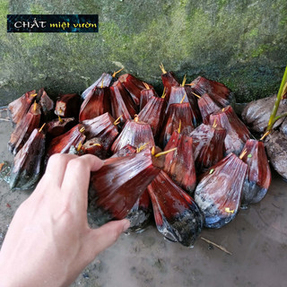 Cây dừa nước giống siêu quả (số lượng tùy chọn)