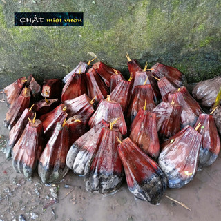 Cây dừa nước giống siêu quả (số lượng tùy chọn)