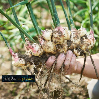 Cây gừng giống xanh tươi cực đẹp - cây cao 20-40cm