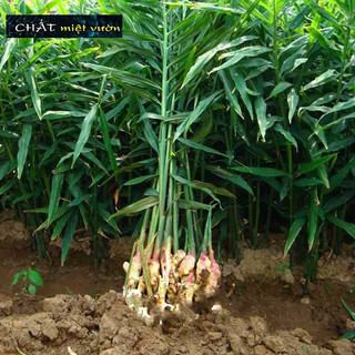 Cây gừng giống xanh tươi cực đẹp - cây cao 20-40cm