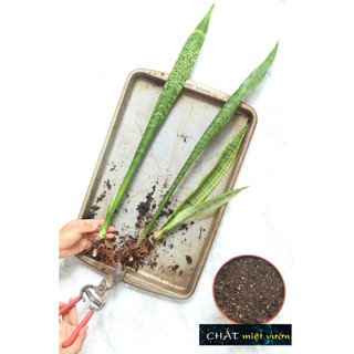 Cây lưỡi hổ, cây lưỡi mèo, cây lưỡi cọp giống
