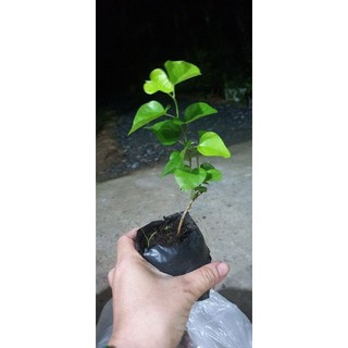 Cây giống sâm trơn