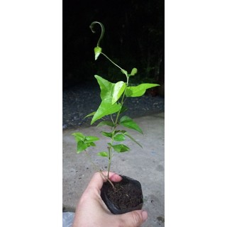 Cây giống sâm trơn ( làm thạch sương sâm)
