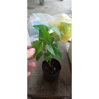 Cây giống sâm trơn ( làm thạch sương sâm)