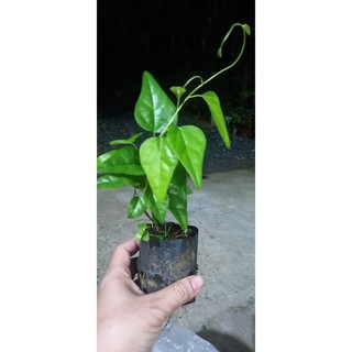 Cây giống sâm trơn ( làm thạch sương sâm)