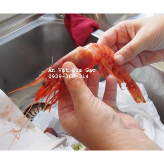 Tôm Đỏ Tây ban nha