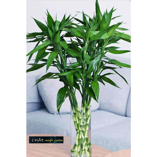 Cây phát tài GIỐNG 30-45cm (cành không rễ)