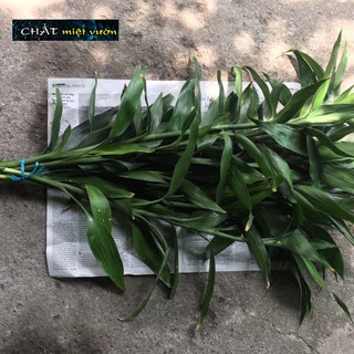 Cây phát tài GIỐNG 30-45cm (cành không rễ)