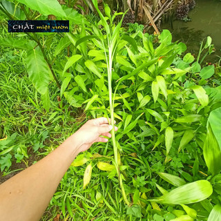 Cây phát tài GIỐNG 30-45cm (cành không rễ)
